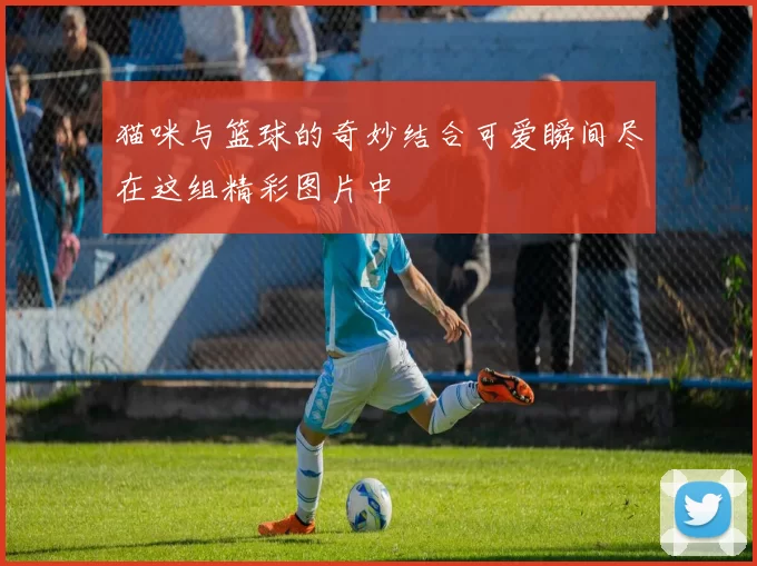 猫咪与篮球的奇妙结合可爱瞬间尽在这组精彩图片中
